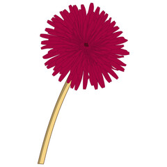 Illustration of a Gerbera Red Flower