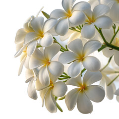 Fototapeta premium White Plumeria Flowers Isolated on White Background