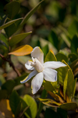White wild gardenia flower blooming in summer sunlight in Bangladesh