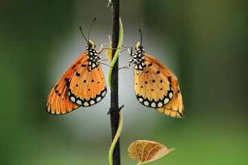Two orange butterflies perched on a tree branch. A moment of love for orange butterfly  © RJuniantoro_