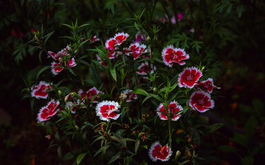 Red and white dianthus flowers blooming in lush green garden background
