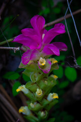 Wild Siam tulip flower blooming during monsoon season in Bangladesh