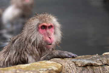 Obraz premium Japanese macaque bathing at the snow monkey park in Japan