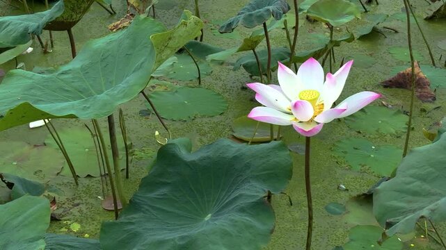 A still-footage close-up of a single white lotus rising above murky green pond water. Delicate petals, tipped with pale pink, unfurl around a bright yellow seed pod; long slender stem lifts the bloom