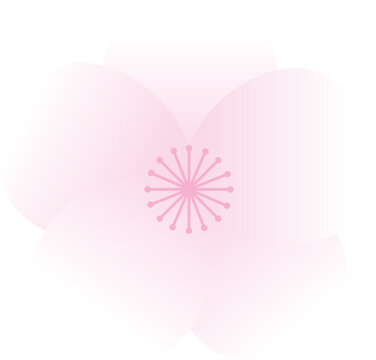 벚꽃