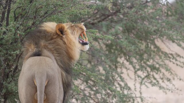 Medium shot of a male lion performing the flehmen grimace after smelling a shurb, Kgalagadi Transfrontier Park.