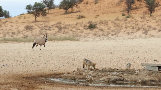Wide shot of an oryx antelope watching a pair of black-backed jackals drink at an artificial waterhole, Kgalagadi Transfrontier Park.