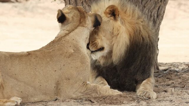 Medium closeup of a pair of lions licking each others faces and grooming, Kgalagadi Transfrontier Park.