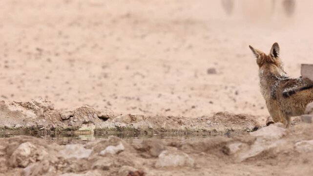 Medium closeup of a black-backed jackal sitting at the egde of a waterhole while an oryx antelope gets a fright and takes off, Kgalagadi Transfrontier Park.