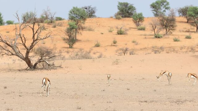 Wide shot of a herd of springboks feeding in the dry landscape of the Kgalagadi Transfrontier Park.