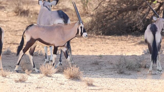Wide shot of a young oryx antelope walking past the rest of the herd in the dry landscape of the Kgalagadi Transfrontier Park.