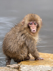 Fototapeta premium A baby Japanese macaque at the snow monkey park in Japan