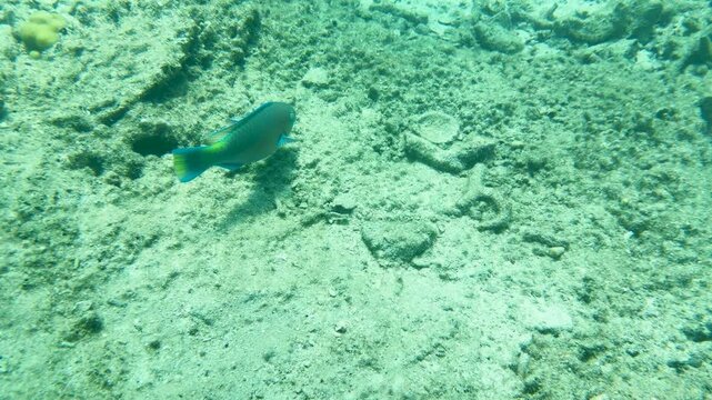 Blue Parrotfish Swimming Over Tropical Coral Reef Seabed in Thailand