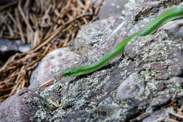 Obraz premium smooth green snake the ground close-up