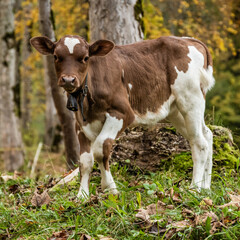 Small White And Brown Calf With Small Bell Around Neck