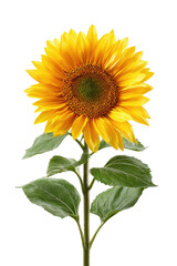 Obraz premium A single vibrant yellow sunflower, with green leaves and stem, isolated against a dark background