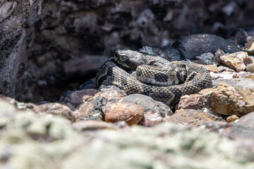 baby rattlesnakes by the entrance to their nest