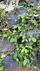 Vining Green Plant Climbing Rough Stone Wall