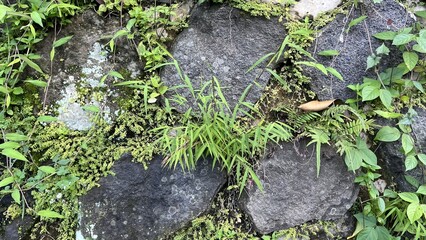 Green Vines and Moss on Rock Wall
