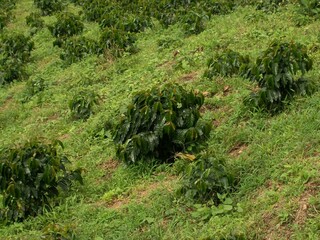 green land © Daniel