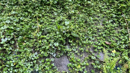 Dense Green Ivy Climbing Over Rough Wall with Small Ferns
