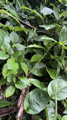 Lush Green Vines and Broad Leaves in Natural Garden