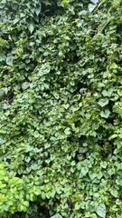 Dense Green Ivy Vines Covering a Vertical Wall