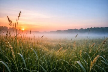 Fototapeta premium Sunrise Over Misty Field of Tall Grass at Dawn With Soft Glow