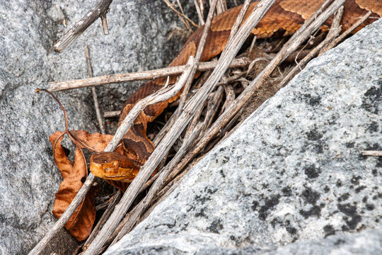 copperhead resting in the rocks with lifted head