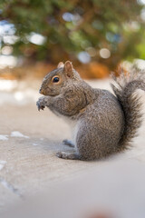 Obraz premium Gray squirrel eating food on sidewalk in urban park during winter