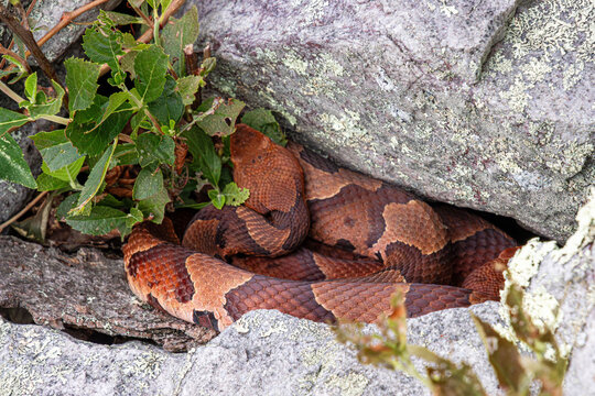 copperhead in the rocks