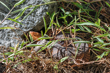 Fototapeta premium copperhead mimicking water snake appearance
