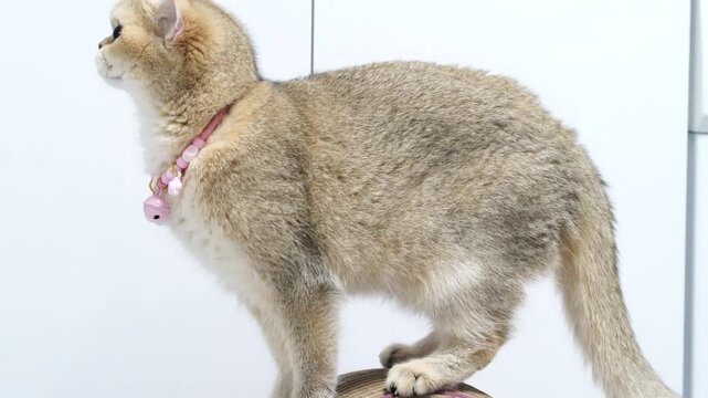Curious and Playful Fluffy Cat with Soft Fur Explores Colorful Surfaces, Adorned with Charming Pink Collar, Showcasing Its Adorable and Graceful Domestic Animal Nature
