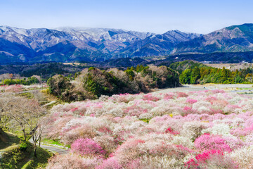 満開の梅林と残雪の山麓（三重県いなべ市）