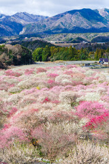 満開の梅林（三重県いなべ市）