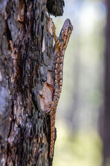 fence lizard with blue neck playing hide and seek