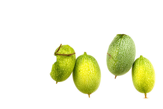 Winter Melon Vines with Green Fruit, Benincasa Hispida, isolated on transparent background