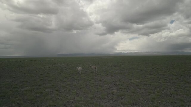 Raw drone footage of wild Saiga antelope mother and calf grazing in Mongolian steppe, close up aerial view of rare animals with snowy mountains and rain in background, unedited nature video.