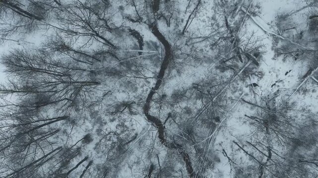 Snowy forest