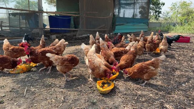 The chicken is eating papaya, Many chickens are on the farm
