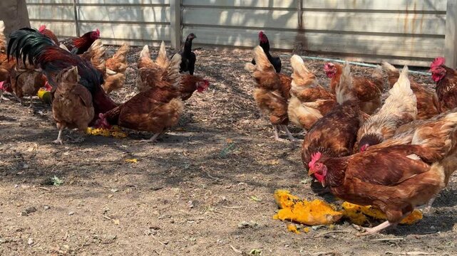 The chicken is eating papaya, Many chickens are on the farm
