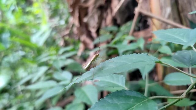 Rice bug (Leptocorisa oratorius), commonly known in Indonesia as &ldquo;Walang Sangit,&rdquo; perch on green leaves in the wild.