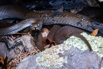 Fototapeta premium black racer with blue eyes is ready to shed old skin