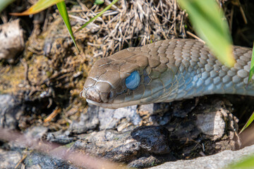 Fototapeta premium black racer with blue eyes is ready to shed old skin