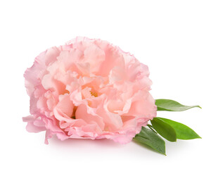 Fototapeta premium Beautiful eustoma flower isolated on white background, closeup