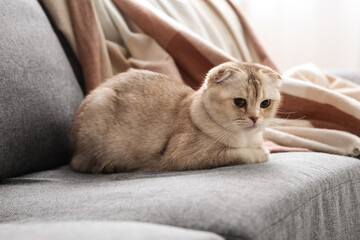 Cute Scottish Fold cat lying on grey sofa at home, closeup