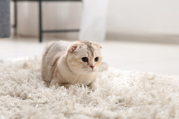 Cute Scottish Fold cat lying on carpet at home