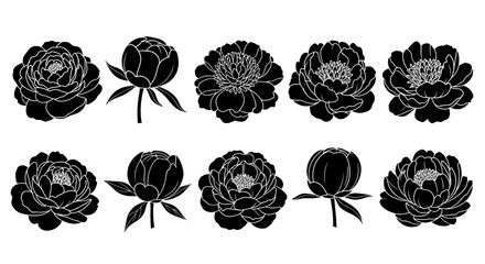 Set of ten black and white line art illustrations of peony flowers in different stages of bloom, isolated on a white background. © nabila