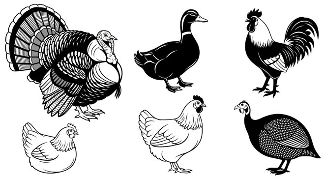 Collection of various farm poultry animals including turkey, duck, rooster, hens, and guinea fowl in black and white illustration style.