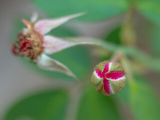 Obraz premium Close Up of Red Rose Bud Emerging from Green Sepals with Blurred Wilted Flower